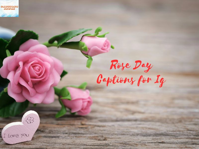 Cute Roses Captions for Instagram